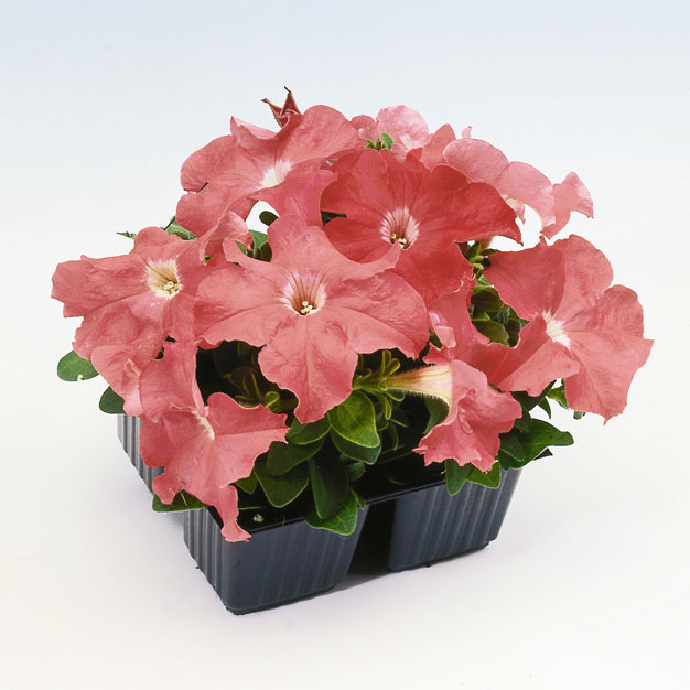 PETUNIA LIMBO SALMONE NR.1000 SEMI PILL.